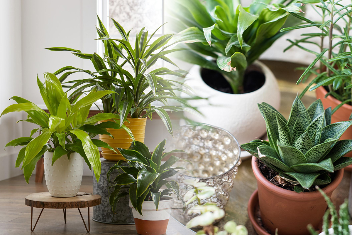 Plantele de apartament care te scapa de praf. In plus, purifica si aerul. Sunt ideale in orice casa