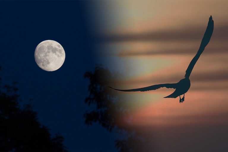 Singura pasăre din lume care doarme în zbor. Nu atinge solul niciodată, poate fi văzută și în România