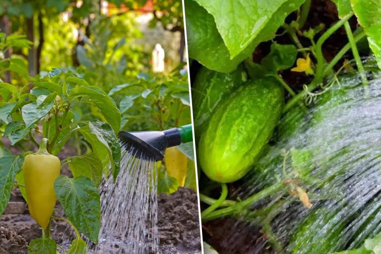 Stropește cu această soluție castraveții și ardeii. Nimeni nu o să aibă recoltă așa bogată