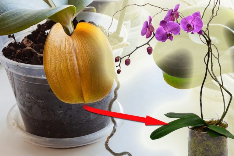 Trucul cu apă oxigenată pentru plantele pătate. Doar marii grădinari îl știu