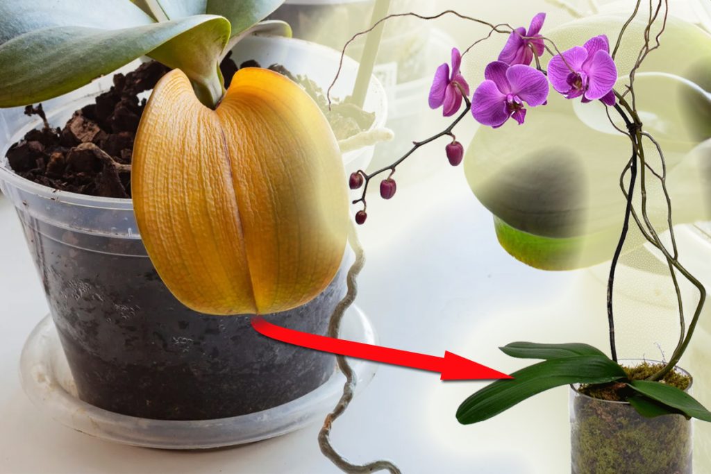 Trucul cu apa oxigenata pentru plantele patate. Doar marii gradinari il stiu