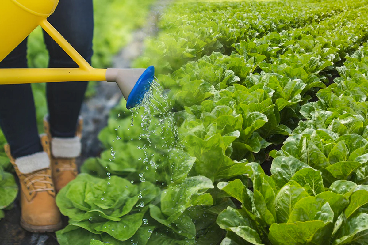 Trucul genial care salveaza daunatorii de varza. Ce e important sa folosesti seara, va fi de mare ajutor