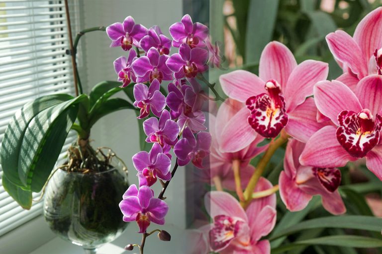 Trucul pentru ca orhideele tale să înflorească frumos pe tot parcursul anului. Cu ce trebuie să le uzi de fapt, amestecul uimitor