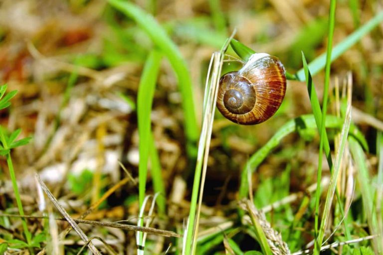 Trucul simplu care te scapă definitiv de melcii din grădină. O să-ți pară rău că nu ai știut asta până acum