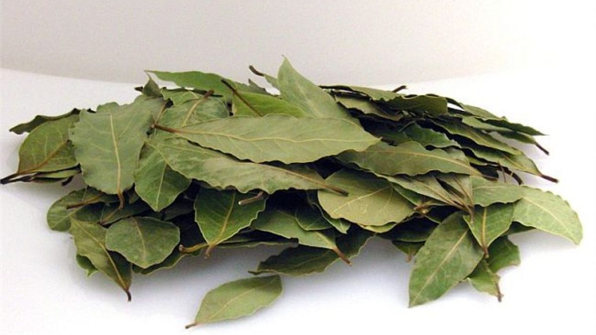 Utilizarea frunzelor de dafin în baie