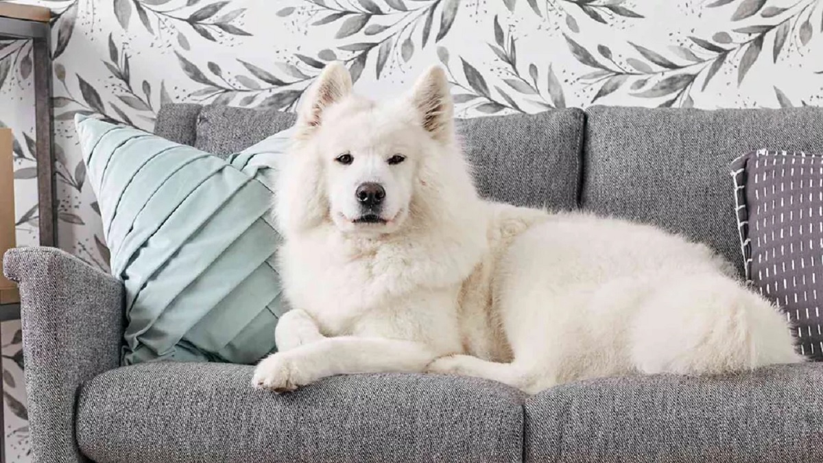 Câte ore îți poți lăsa câinele singur acasă