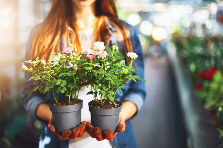 Greșeli pe care le faci atunci când aduci o floare nouă în casă. De asta se ofilește repede