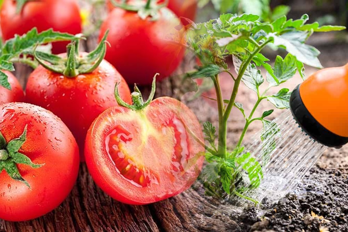 Amestecul puternic pentru o recoltă bogată de roșii