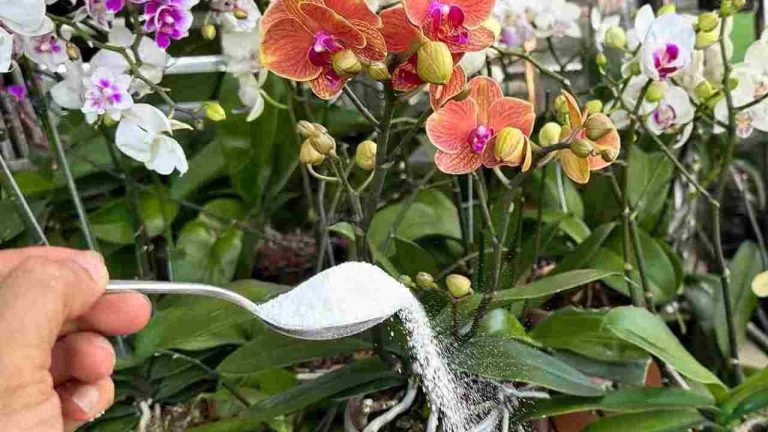 Ingredientul magic care ajută plantele să aibă rădăcini puternice și flori constant. E secretul experților adevărați