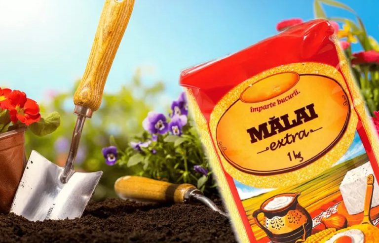 De ce să presari mălai în grădină vara. E marele secret al grădinarilor care obțin cele mai bogate recolte