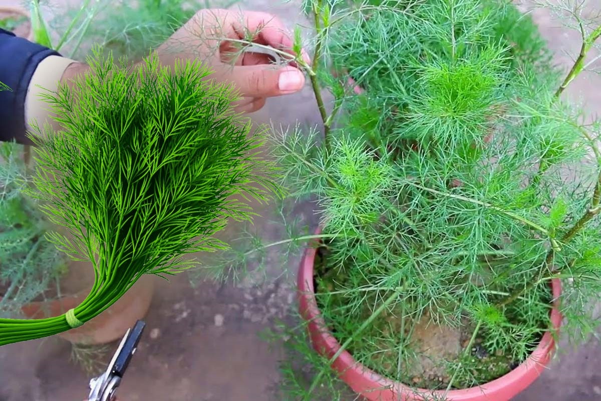 Ce se întâmplă dacă pui o legătură de mărar în fața ușii de la intrare