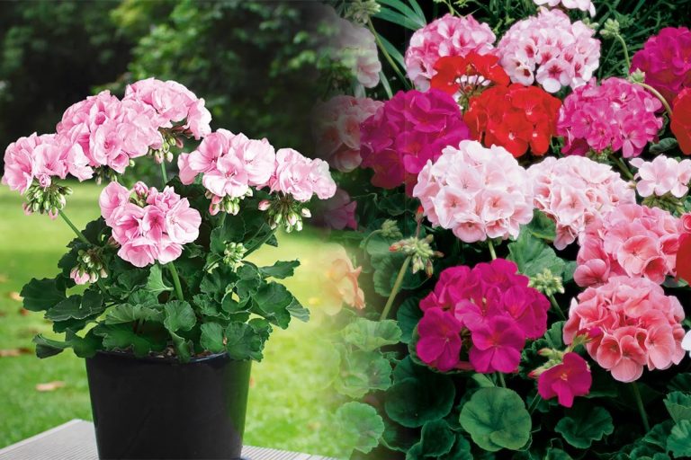 Secretul de la pepinieră pentru mușcate pline de flori. Ingredientul special care face diferența