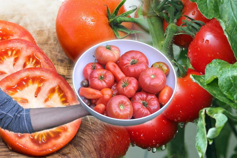 Cum să stimulezi creșterea roșiilor din grădină. Trucul neobișnuit pentru o recoltă uriașă