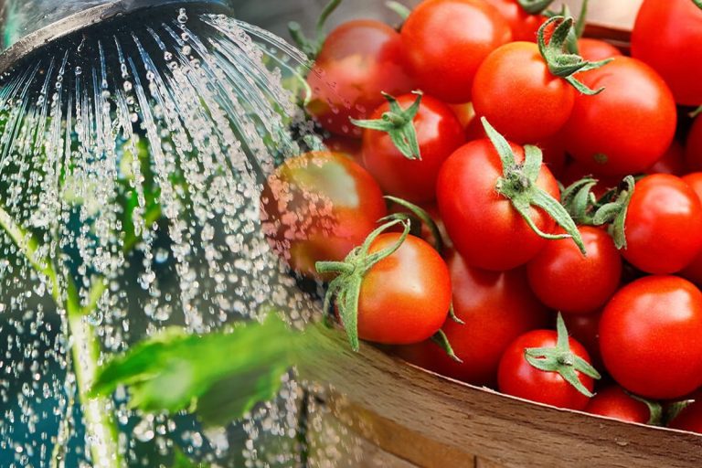 Cu ce să stropești roșiile din grădină ca să fie mai dulci. Secretul experților pentru o recoltă bogată