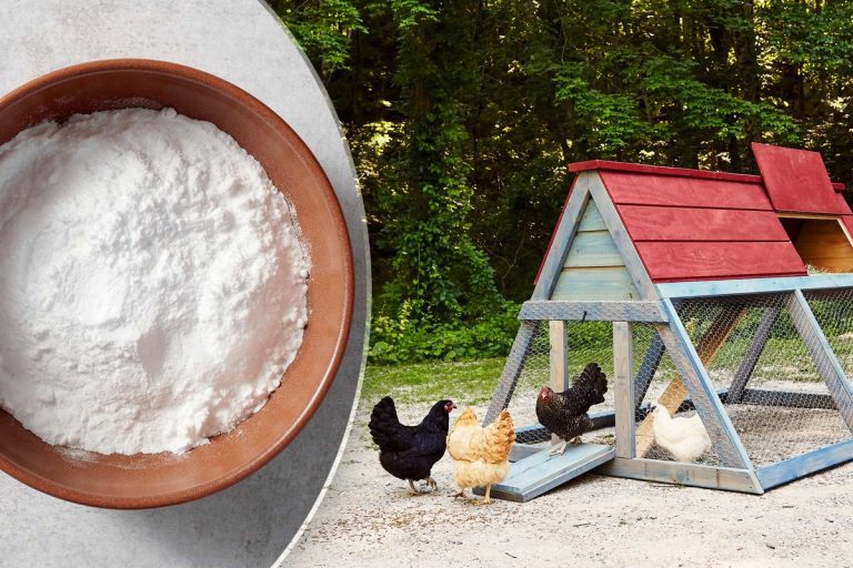 De ce să pui sare în hrana păsărilor de curte. Truc genial, uimitor ce se întâmplă