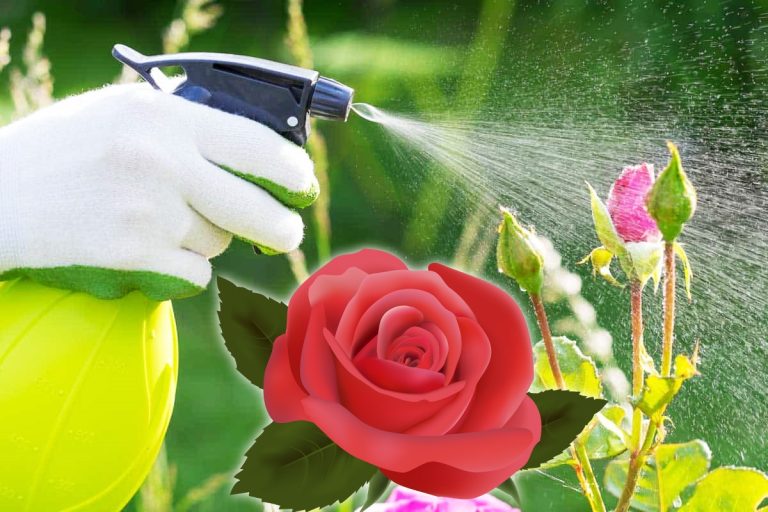 Cu ce să stropești trandafirii în luna iulie. Cel mai bun tratament pentru pătarea neagră