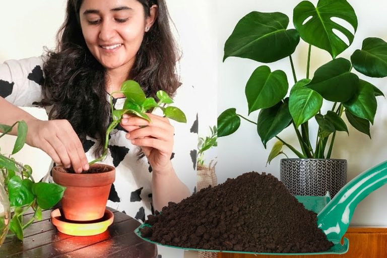 Amestecul puternic pe care să-l pui la rădăcina plantelor. Așa nu se vor mai usca, ingredientele sunt ieftine