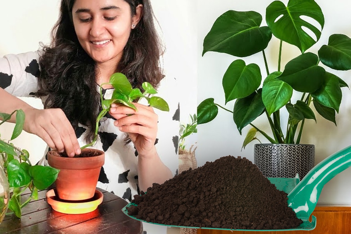 Amestecul puternic pe care să-l pui la rădăcina plantelor