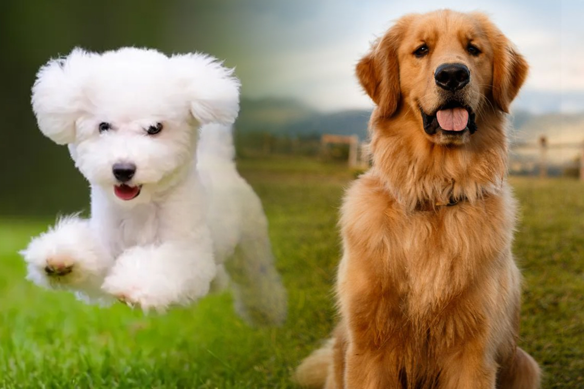 5 rase de caini care atrag bogatia in viata ta. iti poarta noroc la bani de cand intra in casa