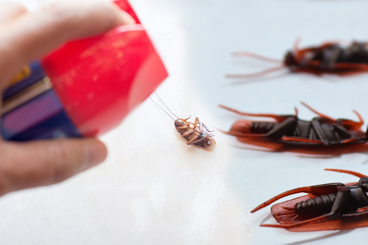 5 trucuri care nu functioneaza impotriva gandacilor din casa. Uita de ele, nu au nicio putere sa alunge daunatorii