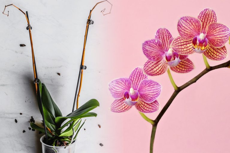 Asta trebuie să faci cu orhideea după ce nu mai are flori. Detaliul prețios de care să ții cont