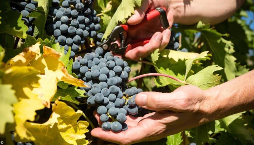 Când se coc strugurii
