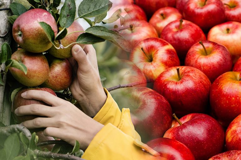 Când se culeg merele de vară. Secretul gospodarilor pentru a se menține proaspete cât mai mult timp