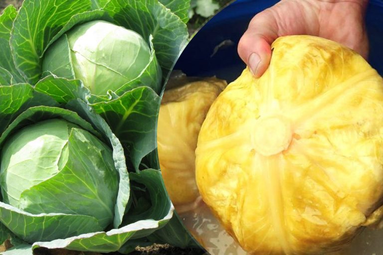 Când se pune varza la murat. Secretul ca să reziste cât mai bine peste iarnă și zeama să nu se tulbure