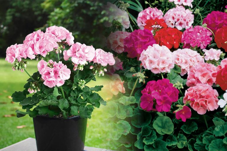 Când trebuie să bagi în casă ghivecele cu flori. Semnele de pe mușcate la care să fii atentă