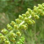 Ce este ambrozia, planta la care mulți oameni sunt alergici
