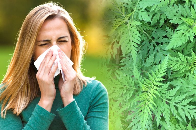 Ce este ambrozia, planta la care mulți oameni sunt alergici. Cum se manifestă și cum te poți proteja de ea