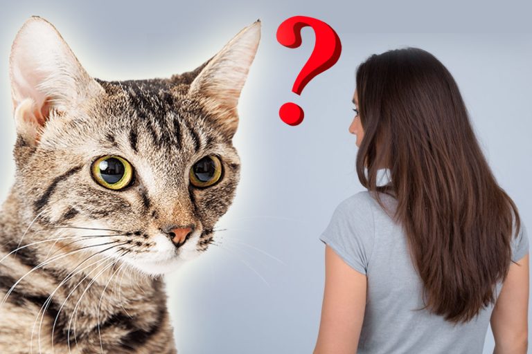 De la ce mor pisicile. 10 alimente de care nu știai că sunt toxice pentru ele