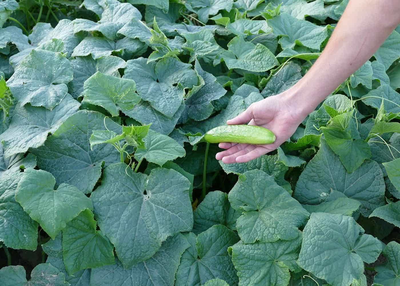 Ce să plantezi lângă castraveți ca să ai recoltă bogată. Așa fac gospodarii de la țară, vor crește mari și frumoși