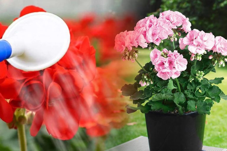 Ce să pui în apa cu care stropești mușcatele. Amestecul puternic pentru o înflorire abundentă, vor arăta spectaculos