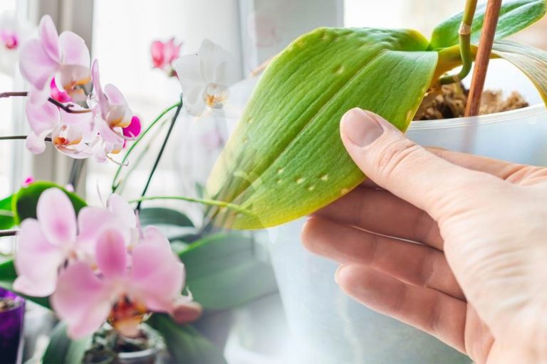 Ce trebuie să faci ca să nu mai cadă frunzele orhideelor. Cel mai bun remediu de casă pentru flori superbe tot anul