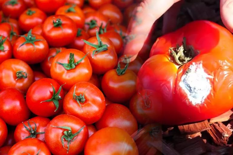 Ce trebuie să faci dacă apare putregaiul la roșii. Remediul ieftin care salvează toată recolta