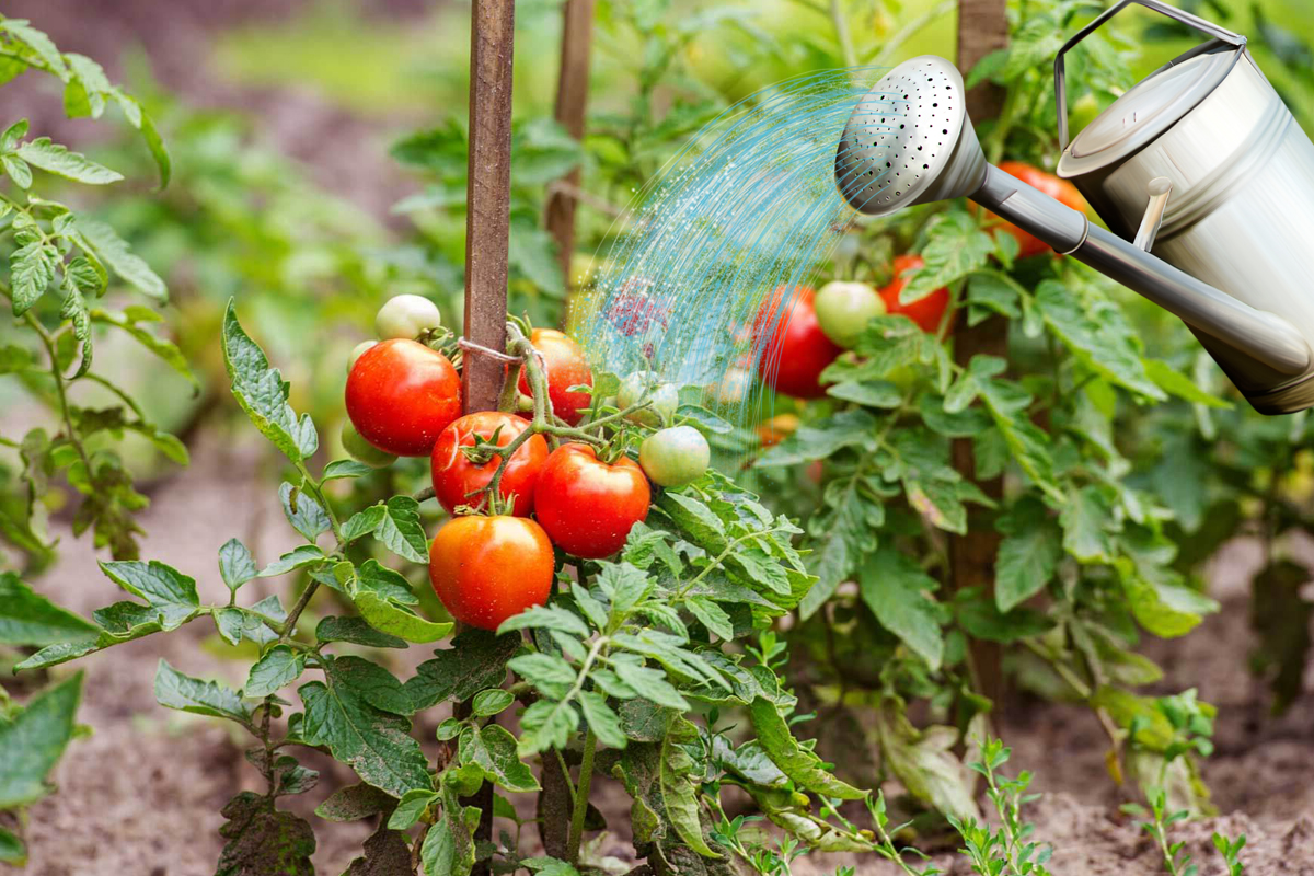 Cea mai eficientă soluție prin care grăbești coacere roșiilor fără chimicale. Metoda este 100% naturală