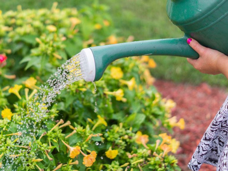 Cea mai ieftină metodă care te scapă de dăunătorii din grădină. Ce trebuie să adaugi de fapt în apa cu care uzi plantele, este foarte simplu de preparat