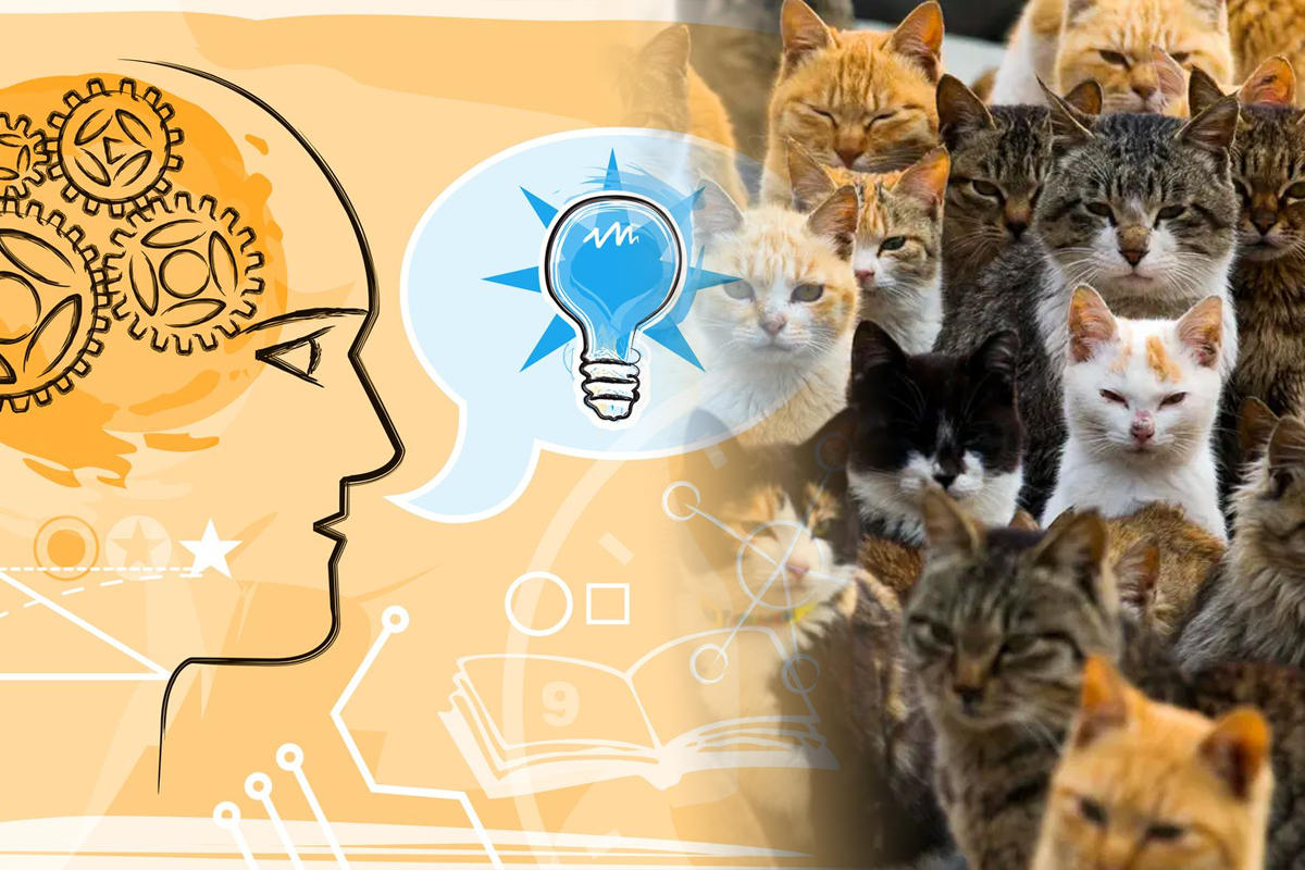 Cel mai tare test IQ al momentului. Gasesti pisica in mai putin de 5 secunde Multi se dau batuti