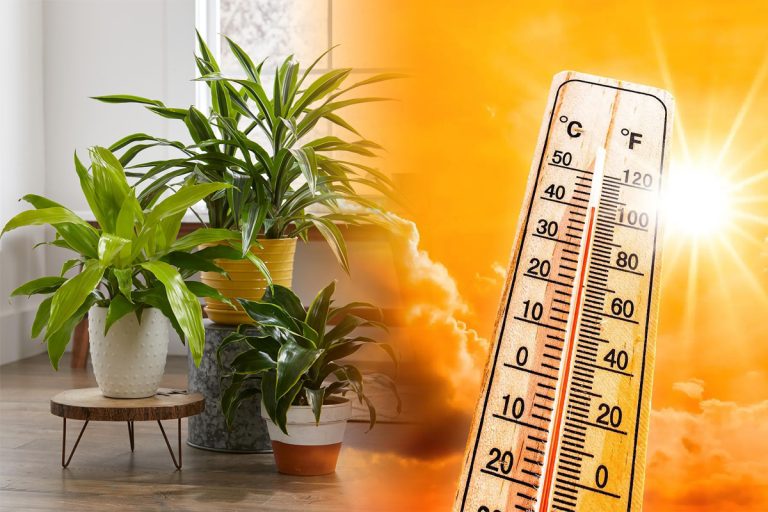 Cele mai rezistente plante la căldură și secetă. Sunt superbe și foarte ușor de întreținut