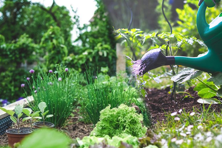 Cu ce să stropești în grădină pentru o recoltă bogată. Plantele vor crește mai rapid și vor fi mai roditoare