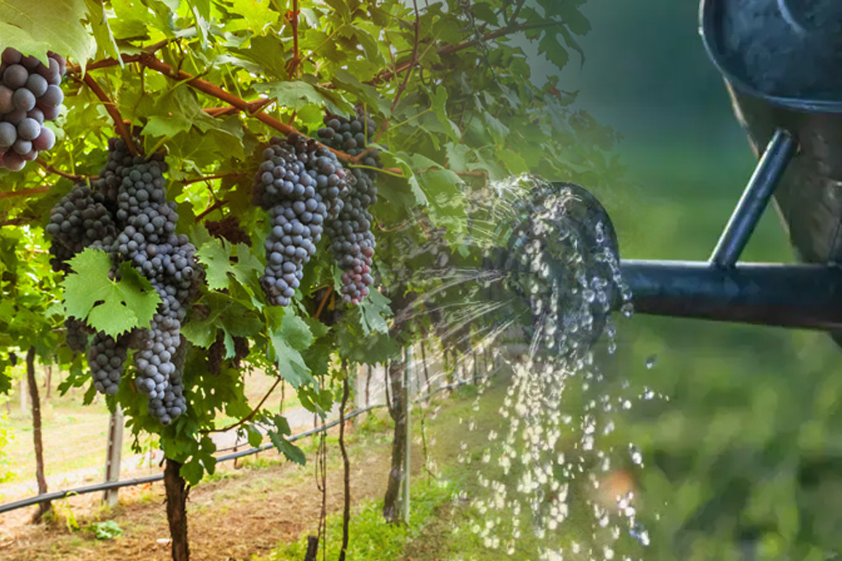 Ce tratament să aplici viței de vie în septembrie pentru o recoltă bogată la anul. E trucul toamnei 2023