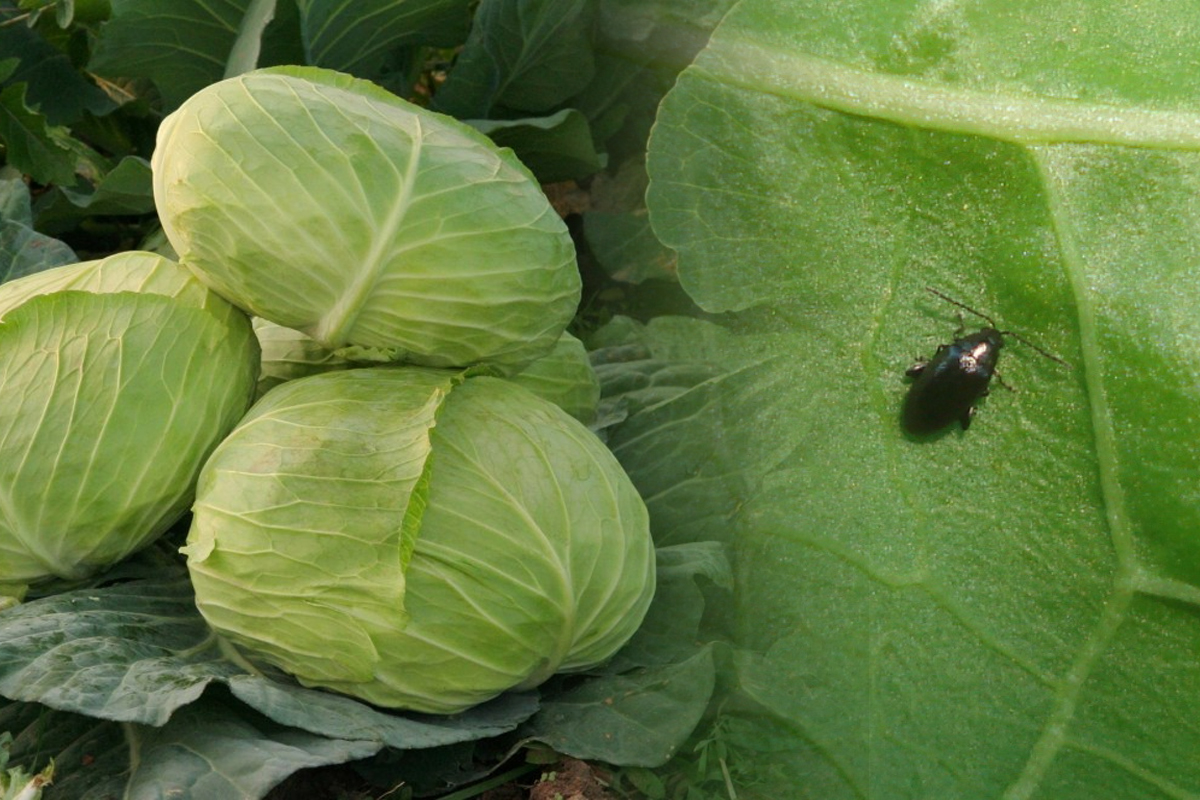 Cu ce se stropește varza de purici. Amestecul care ține departe dăunătorii. Vei avea o recoltă bogată la toamnă