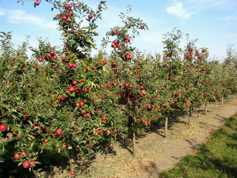 Cu ce stropești livada pentru o recoltă bogată