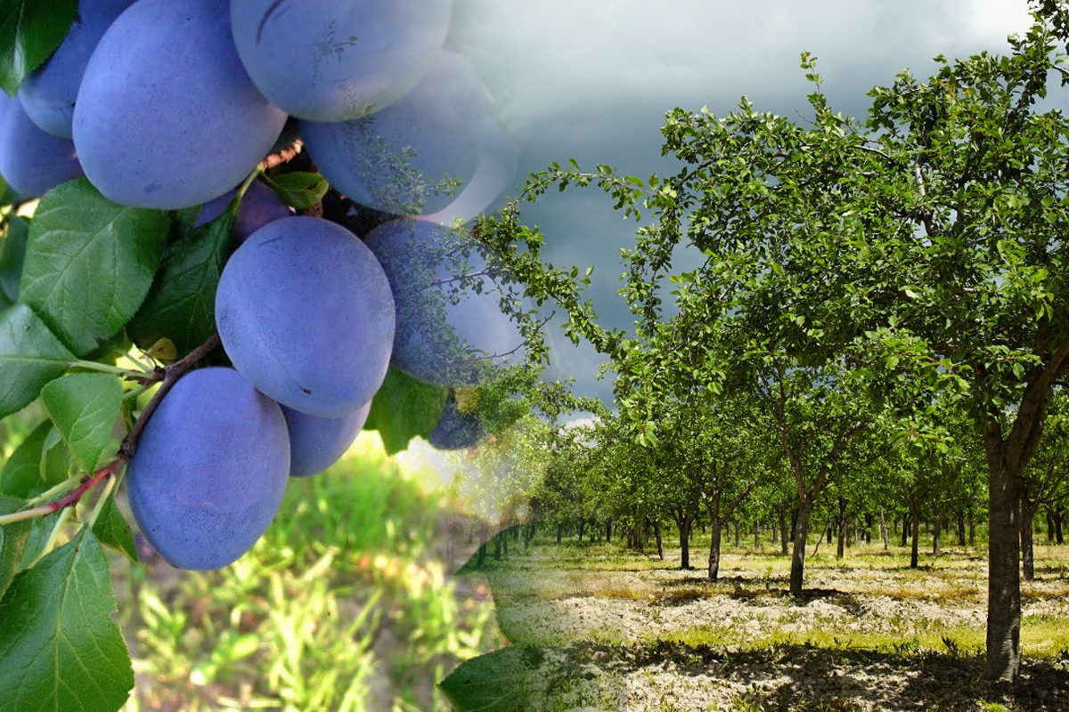 Cu ce trebuie sa stropestii prunii dupa ce culegi fructele. Trucul folosit de oamenii de la tara pentru o recolta bogata anul viitor