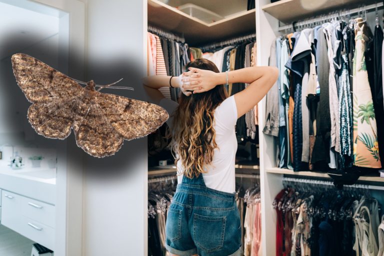 Produsul ieftin care te scapă imediat de moliile din șifonier. Cum trebuie aplicat, trucul îți va fi de mare ajutor