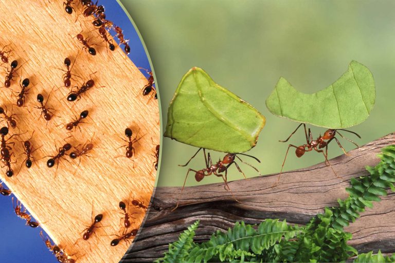 Cum să scapi rapid de furnici. 6 remedii la îndemâna oricui, ingredientele le ai deja în casă