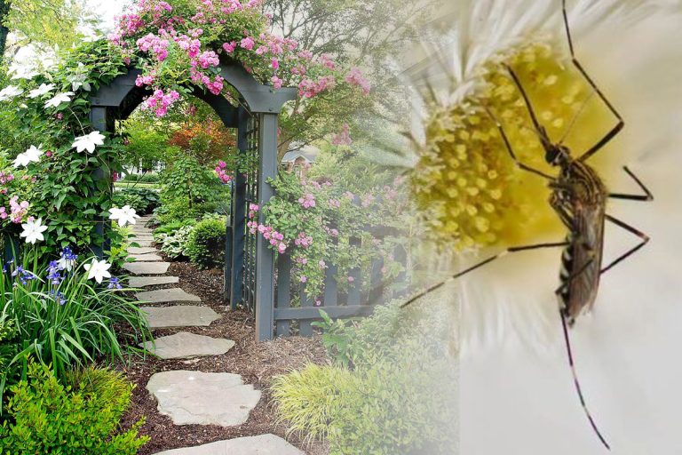 Cum scapi de țânțarii din grădină. Este aliatul ideal, trucul care îți va fi de folos în această vară