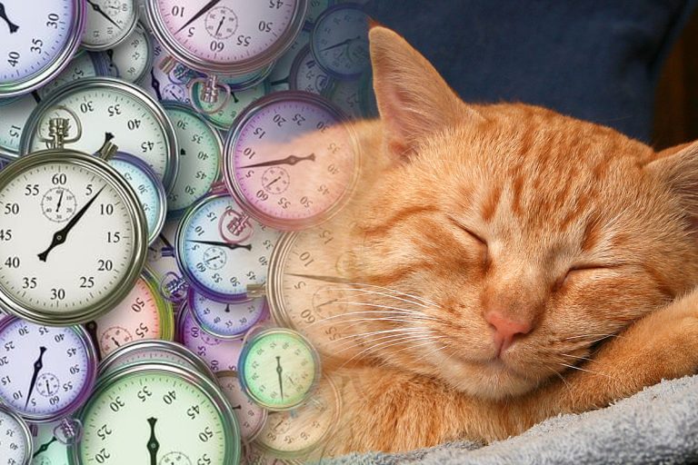 Cum se calculează vârsta pisicii. Metoda prin care afli ce vârstă are felina ta în ani omenești