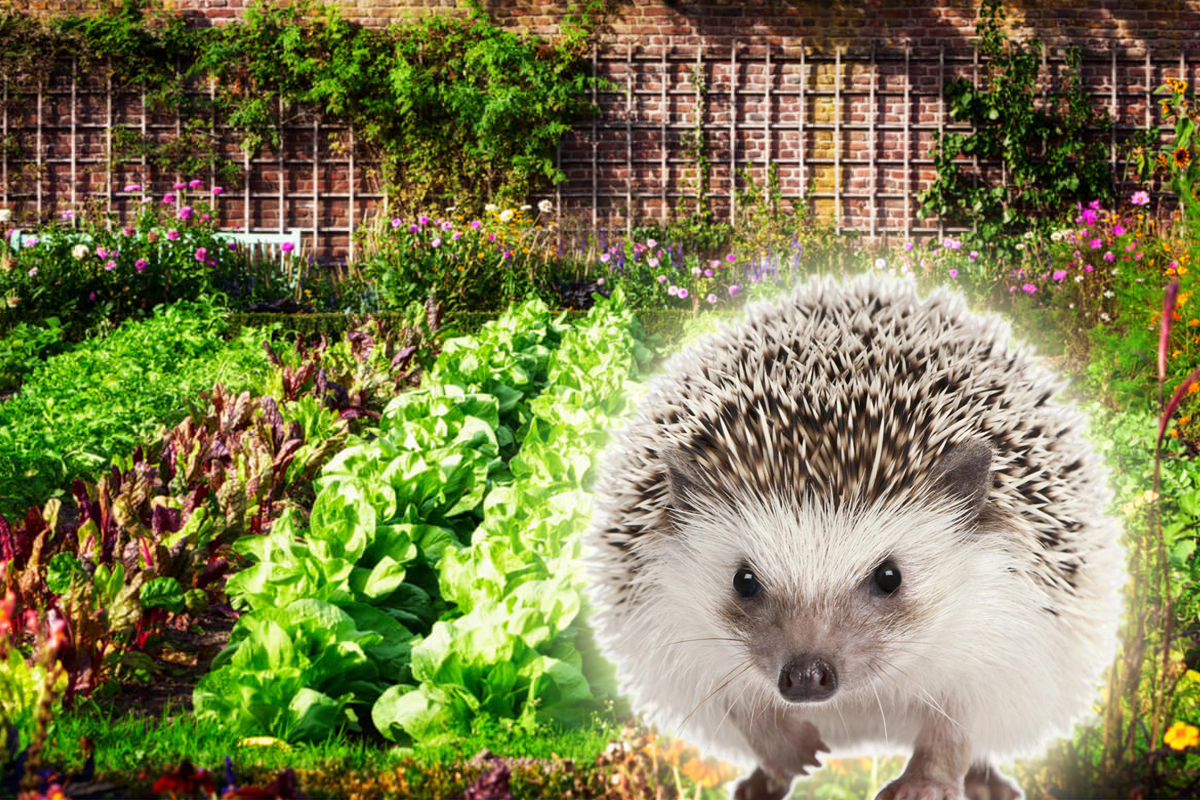 De ce e bine să ai arici în curte. Puțini știu ce mare problemă rezolvă, de fapt